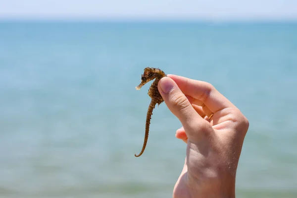 Pequeno Cavalo Marinho Mão Uma Criança Contra Fundo Mar Foco — Fotografia de Stock