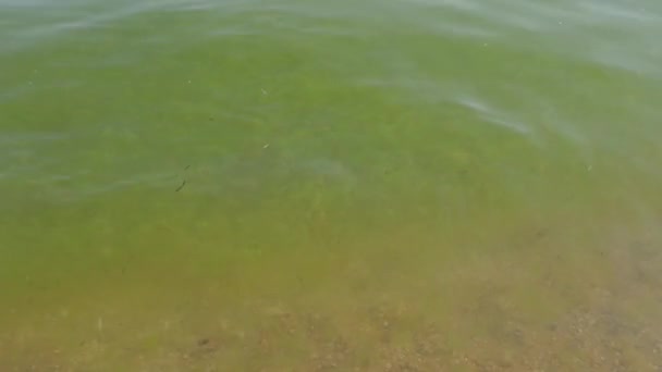 Veel Groene Algen Drijven Zwarte Zee Seizoensgebonden Invasie Van Algen — Stockvideo