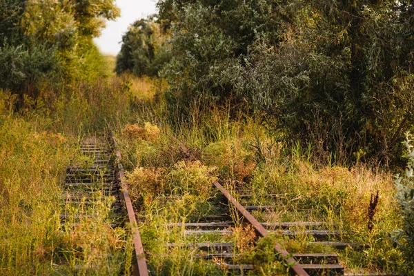 Old Abandoned Railway Going Forest Selective Focus Center Frame Rails — Photo