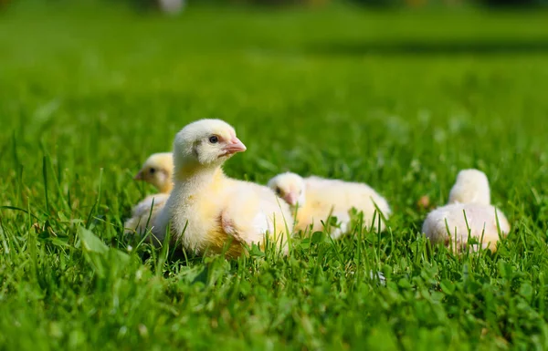 Four Little Chickens Sitting Grass Selective Focus Closest Chick — Stock Photo, Image
