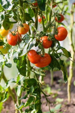 Seradaki bir dalda olgun kırmızı domatesler. Dikey çerçeve. Seçici Odaklanma.