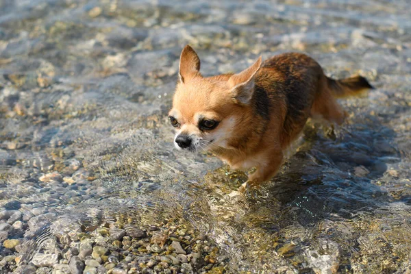 Ένα Βρεγμένο Σκυλάκι Τσιουάουα Βγαίνει Από Θάλασσα Μετά Κολύμπι — Φωτογραφία Αρχείου