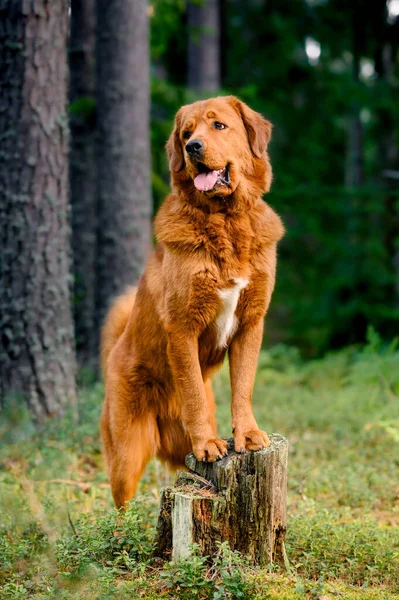 Ένα Τεράστιο Κοκκινομάλλικο Όμορφο Σκυλί Στέκεται Μπροστινά Του Πόδια Ένα — Φωτογραφία Αρχείου