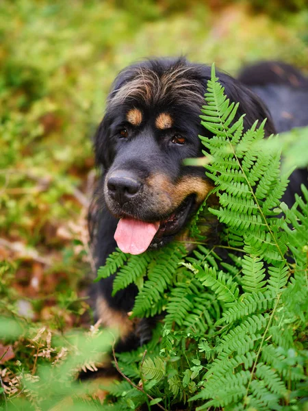 Πορτρέτο Ενός Μεγάλου Μαύρου Σκύλου Δίπλα Μια Πράσινη Φτέρη Κοντινό — Φωτογραφία Αρχείου