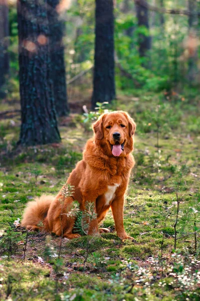 Ein Großer Schöner Hund Sitzt Einem Kiefernwald Porträt Eines Ingwerhundes — Stockfoto