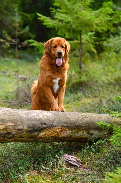 Grande Cão Bonito Está Encostado Uma Velha Árvore Caída Floresta — Fotografia de Stock