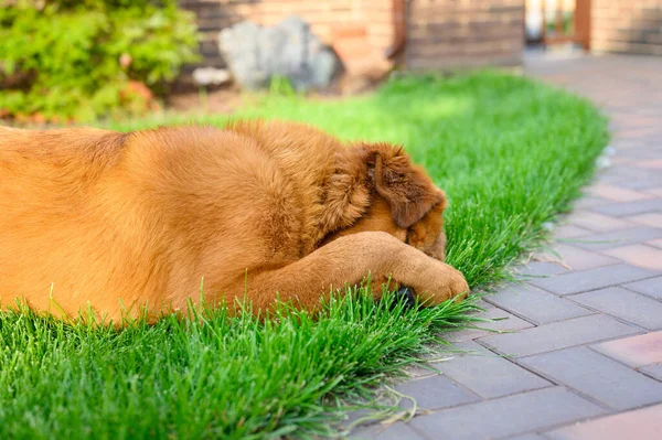 Σκύλος Κείτεται Ένα Πράσινο Γρασίδι Και Καλύπτει Ρύγχος Του Ένα — Φωτογραφία Αρχείου