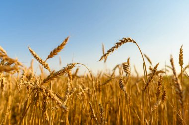 Gün batımında dikenli bir tarla. Seçici odaklanma, alanın sığ derinliği.