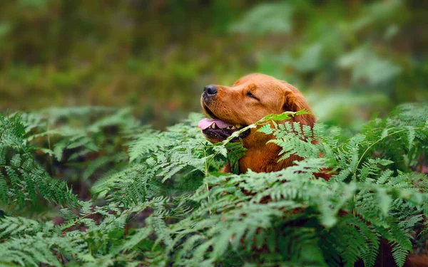 Σκύλος Κάθεται Ανάμεσα Στις Φτέρες Στο Δάσος Και Απολαμβάνει Τον — Φωτογραφία Αρχείου