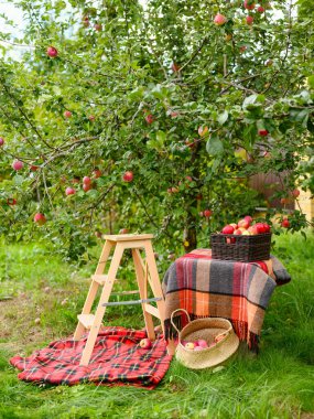 Bir sepet dolusu olgun kırmızı elma ve elma toplamak için bir sandalye. Bahçede elma toplama konsepti. Dikey çerçeve.