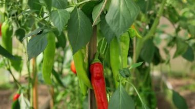 Uzun kırmızı olgun biberler bir dalda yetişiyor. Kamera aşağı doğru hareket, biber üzerine seçici odaklanma