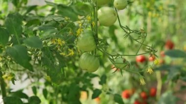 Domates yetiştirme ve serada olgunlaşmanın göstergesi. Kamera hareketi yeşil domateslerden kırmızı domateslere