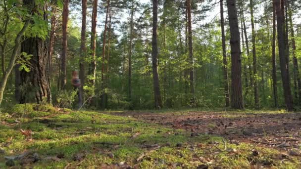下からの眺め 細い女の子が森の中のスポーツに行きます 早朝屋外ジョギング — ストック動画