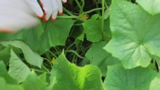 Sklizeň Okurek Zahradě Lidská Ruka Najde Mladou Okurku Odnese — Stock video