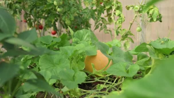 Mogen Melon Växer Ett Växthus Sin Grönsaksträdgård — Stockvideo