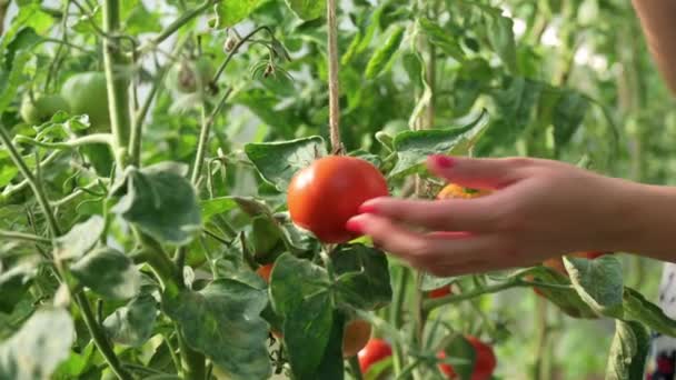 Una Chica Cerca Muestra Con Mano Tomate Rojo Maduro Invernadero — Vídeo de stock