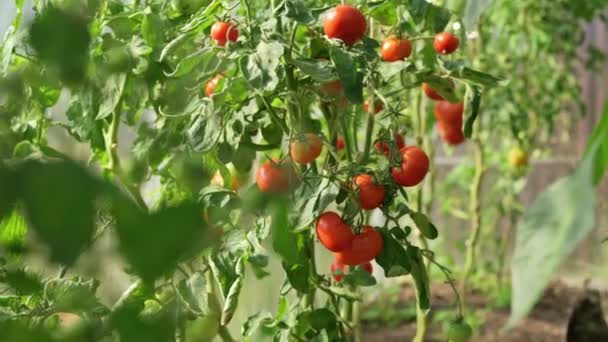 在温室里放成熟的红色西红柿枝条 在你的花园里种植健康的有机蔬菜 — 图库视频影像