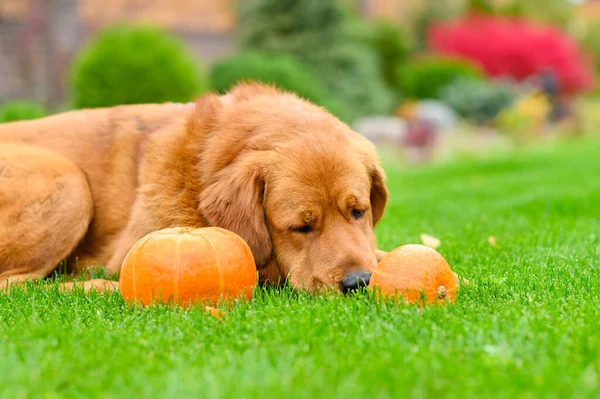 Grande Cão Triste Dorme Lado Duas Pequenas Abóboras Gramado Focagem — Fotografia de Stock