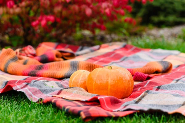 秋の紅葉を背景に 赤い毛布の上に小さなカボチャが横たわっています 選択的焦点 狭い焦点 — ストック写真