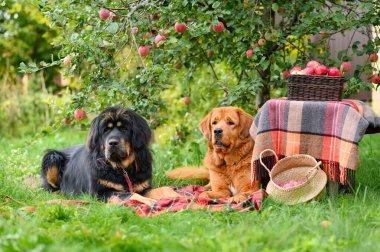 İki büyük köpek bir elma ağacının altında olgun elma sepetleriyle bir battaniyenin üzerinde yatıyor. Zencefilli köpeğe odaklan