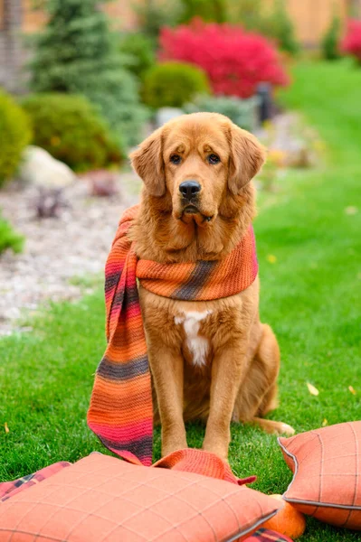 Φθινοπωρινό Πορτραίτο Ενός Μεγάλου Σκυλιού Ένα Πλεκτό Μαντήλι Κάθετη Μορφή — Φωτογραφία Αρχείου