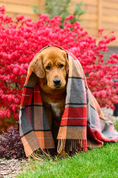 Ένα Πολύ Λυπημένο Παγωμένο Σκυλί Κάθεται Καλυμμένο Μια Κουβέρτα Έξω — Φωτογραφία Αρχείου