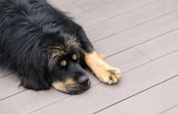 Κουρασμένο Και Λυπημένο Σκυλί Ξαπλώνει Στο Πάτωμα Κοντινό Πλάνο Κορυφαία — Φωτογραφία Αρχείου