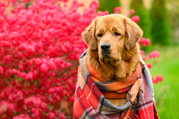 Κοντινό Πλάνο Πορτρέτο Ενός Όμορφου Σκύλου Μια Κουβέρτα Φόντο Κόκκινου — Φωτογραφία Αρχείου