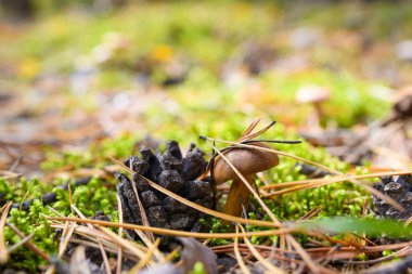 Bir kozalağın yanındaki çam ormanında küçük bir mantar yosunlarda yetişir. Mantar kafasında kuru çam iğneleri.