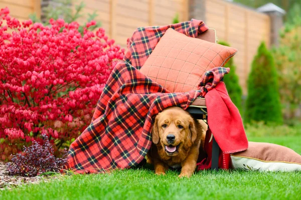 Χαρούμενο Κοκκινομάλλικο Σκυλί Κάθεται Κάτω Από Μια Καρέκλα Μια Κουβέρτα — Φωτογραφία Αρχείου