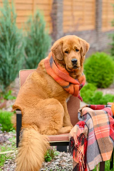 Σκύλος Κάθεται Μια Καρέκλα Στην Αυλή Δίπλα Μια Μάλλινη Κουβέρτα — Φωτογραφία Αρχείου