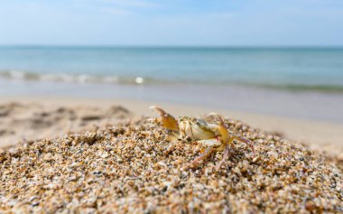 Yengeç yüksek pençeli küçük kumlu bir tepede deniz kıyısında oturur. Seçici Odaklanma.