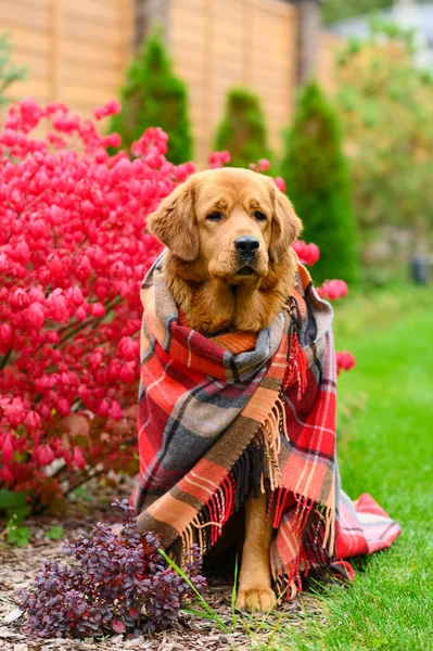 Ένα Όμορφο Σκυλί Μάλλινη Κουβέρτα Στο Φόντο Ενός Κόκκινου Ευώνυμου — Φωτογραφία Αρχείου