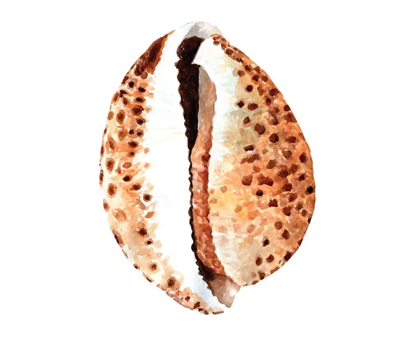 Aquarelle coquille peinte à la main — Image vectorielle