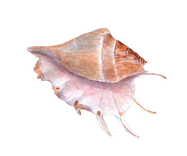 Watercolor hand painted seashell 