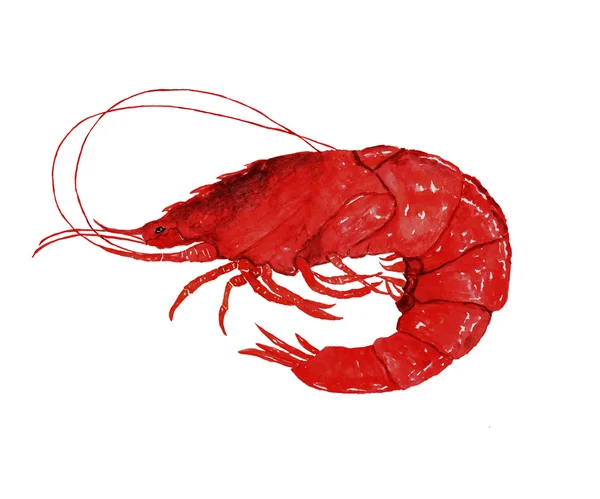 Clip d'aquarelle crevettes art — Image vectorielle