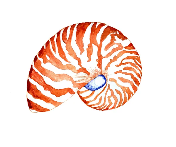 Watercolor seashell beach animal — Stock Vector