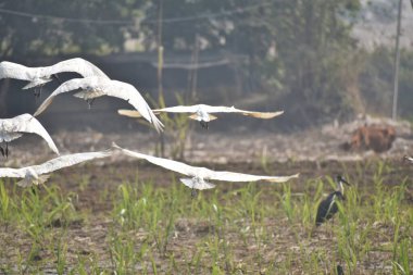Hindistan 'da çiftlikte uçan bir Ibis kuşu sürüsü.