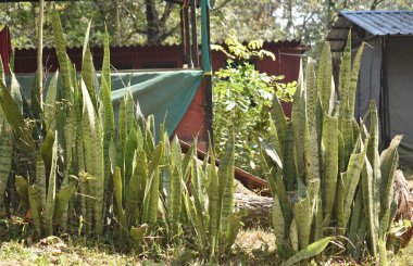 Evin arka bahçesinde büyüyen yılan bitkisinin resmi.
