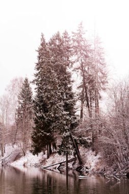 Orman Gölü 'nde kış zamanı. Evergreen odun ve kıyılar karla kaplı, doğa.