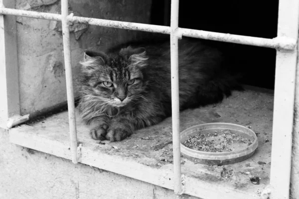 Stray Gatinhos Molhados Prédio Abandonado Atrás Das Grades Animal — Fotografia de Stock