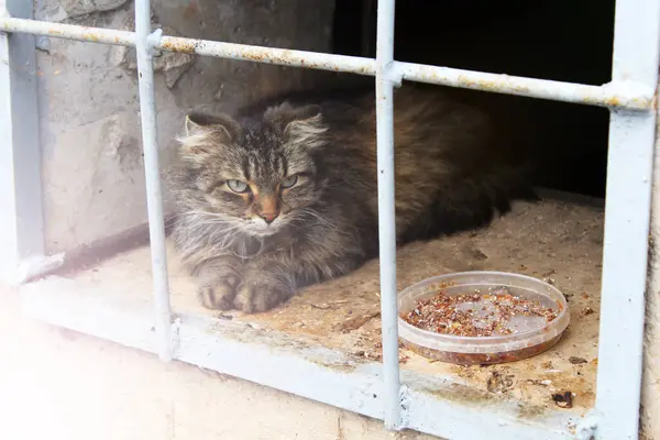 Stray Gatinhos Molhados Prédio Abandonado Atrás Das Grades Animal — Fotografia de Stock