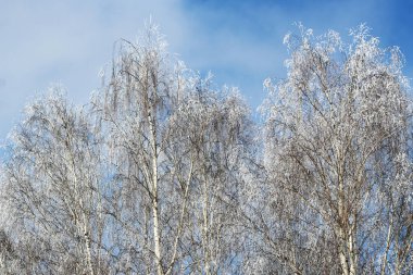 Winter park in snow, blue sky,, beautiful nature