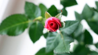 Cyme of small red rose flowers and buds so close