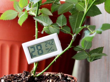 Nem ve sıcaklığı ölçmek için bir cihaz ve çok yakın bir bitki.