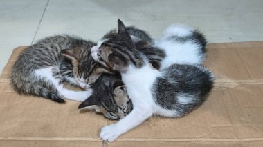 Yerde yatan sevimli tekir kedi. Evcil kedi yerde yatıp kameraya bakıyor..