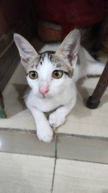 Sevimli tekir ve beyaz kedi yavrusu doğrudan kameraya bakıyor..