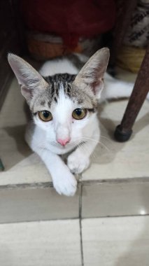 Sevimli tekir ve beyaz kedi yavrusu doğrudan kameraya bakıyor..