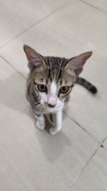 Sevimli tekir ve beyaz kedi yavrusu doğrudan kameraya bakıyor..