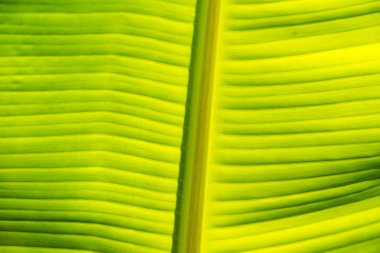 Muz Yaprak blade altında güneş ışığı doku arka plan